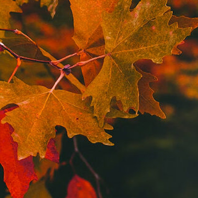 Autumn Craft Market
